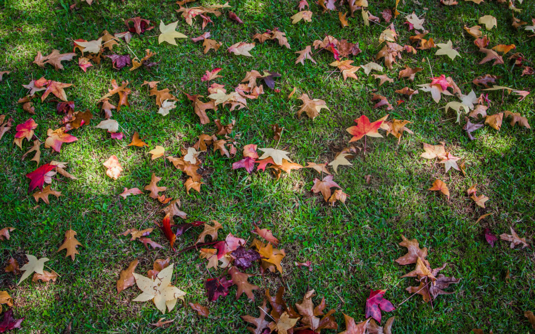 How Fall Junk Removal Saves Time and Prepares for Holidays