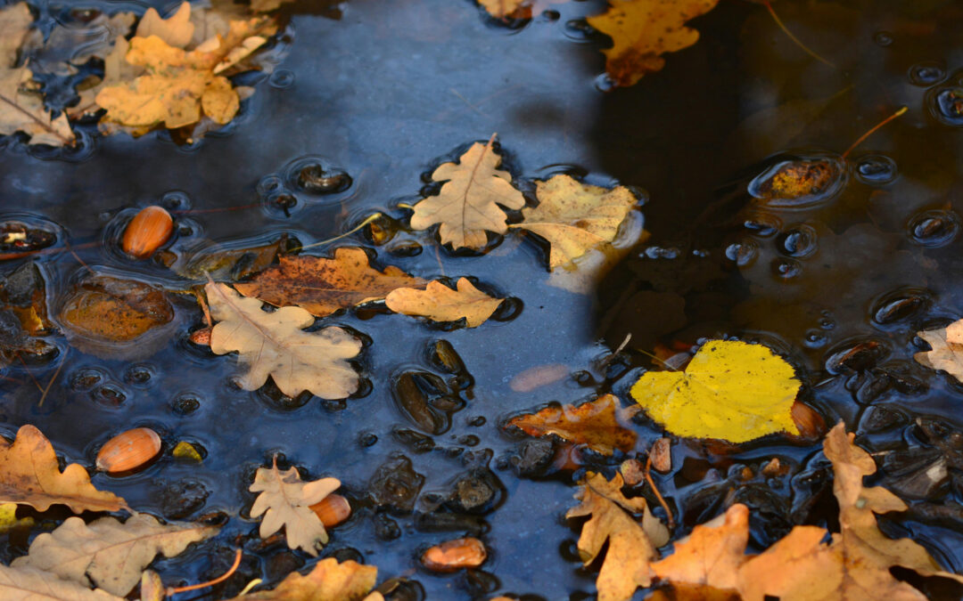 Why Fall Is the Best Time for Junk Removal Services